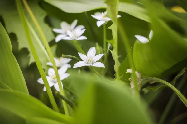 Belles Petites Fleurs Blanches Fleurissent Dans Jardin Sur Fond Végétation — Photo