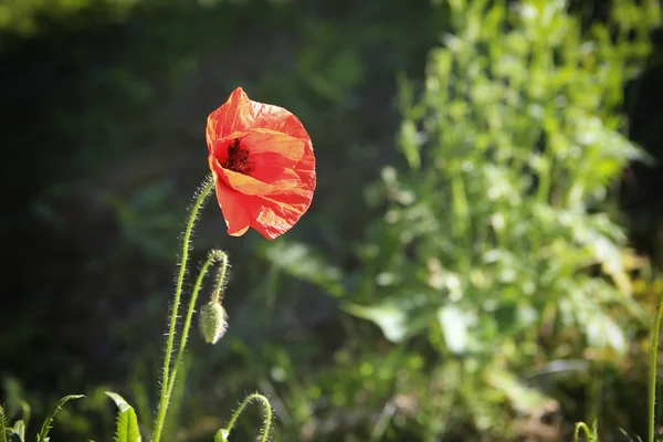 Schöne Einsame Rote Mohnblume Auf Einem Hintergrund Grüner Vegetation Einem — Stockfoto