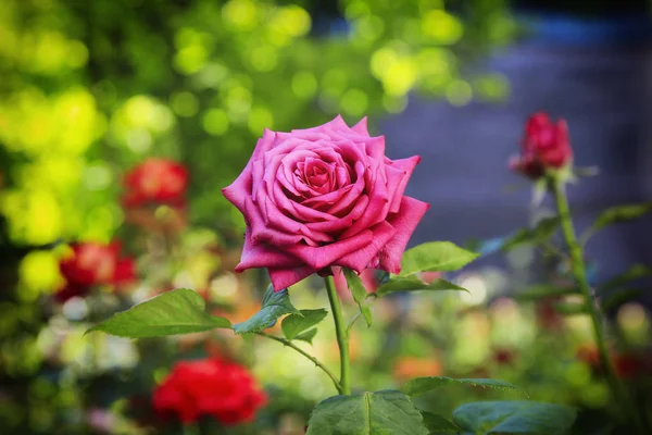 Krásná Červená Žlutá Fialová Růže Zahradě Mezi Letní Greeny — Stock fotografie