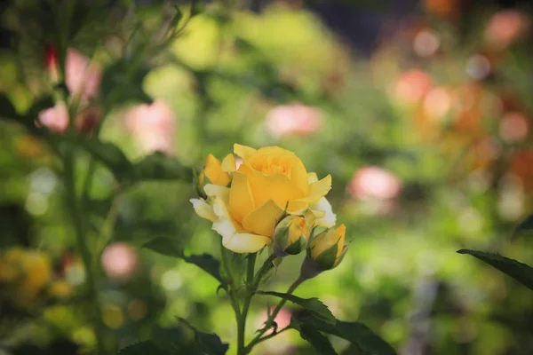 Mooie Rood Geel Paars Roos Tuin Onder Zomer Groenen — Stockfoto