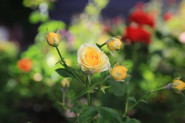 Mooie Rood Geel Paars Roos Tuin Onder Zomer Groenen — Stockfoto