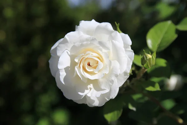 Beautiful White Yellow Orange Rose — Stock Photo, Image