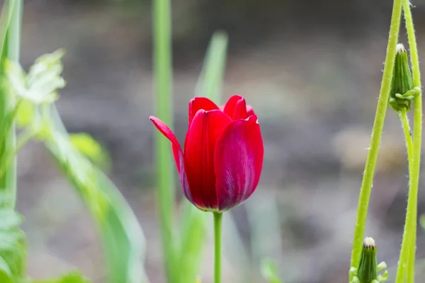 Schöne Rote Tulpe Nahaufnahme Vor Einem Hintergrund Grüner Vegetation Garten — Stockfoto