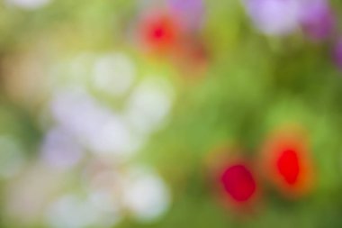 güzel arka plan parlak ufuk Çiçek bahçesinde bir sıçrama bulanık