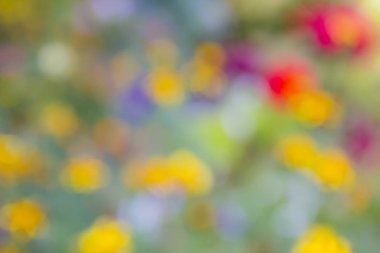 güzel arka plan parlak ufuk Çiçek bahçesinde bir sıçrama bulanık