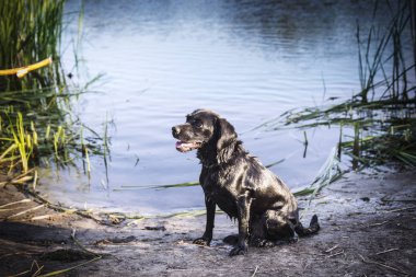 Komik oturan bir güzel spaniel köpek çim yakın ve onun fare açın