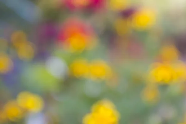 Schöne Verschwommene Hintergrund Ein Spritzer Heller Defokussierter Blumen Garten — Stockfoto
