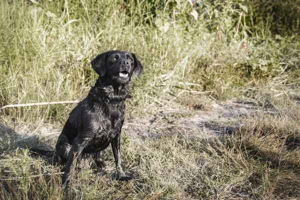 面白い座って美しいスパニエル犬付近の草と彼女のマウスを開く — ストック写真