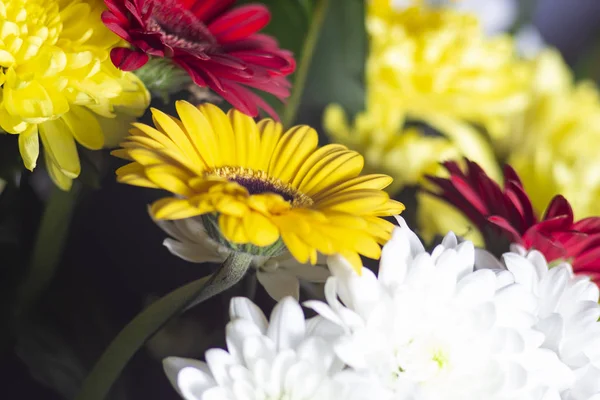 Lindo Brilhante Buquê Vermelho Branco Amarelo Flores Primavera Close Fundo — Fotografia de Stock