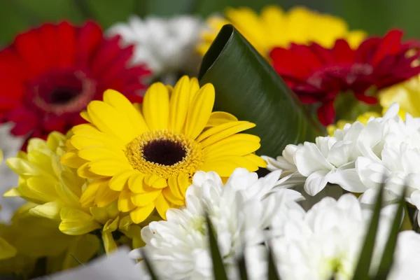Lindo Brilhante Buquê Vermelho Branco Amarelo Flores Primavera Close Fundo — Fotografia de Stock