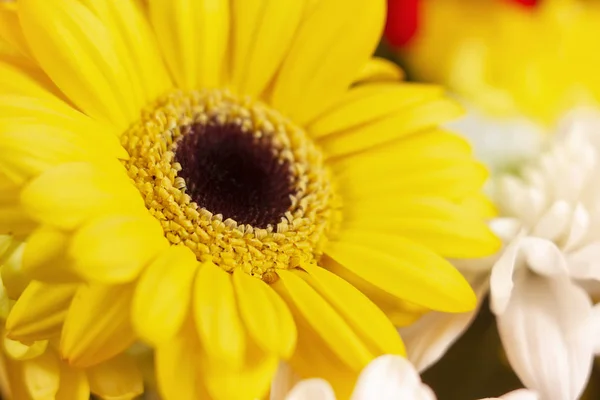 Hermoso Brillante Ramo Flores Rojas Blancas Amarillas Primavera Primer Plano — Foto de Stock