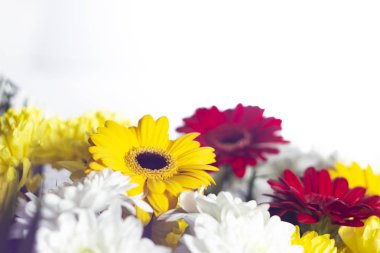 güzel ve parlak kırmızı beyaz ve sarı bahar çiçekleri yakın çekim beyaz arka plan buket