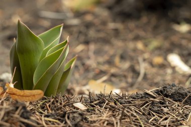 İlk bahar çiçekleri