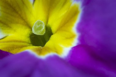 güzel mor Petunya çiçek