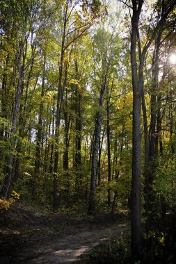Sonbahar ormanında güzel ağaçlar