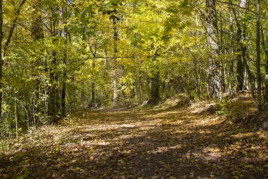 Sonbahar ormanında güzel ağaçlar
