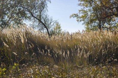 genç sazlık çalılıkları