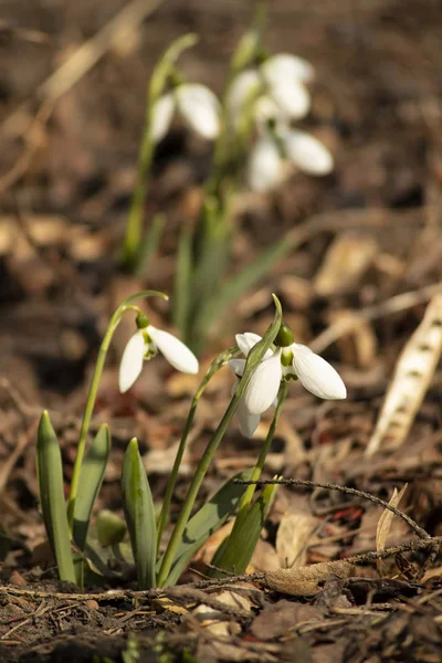 Pring flowers in the garden — Stock Photo, Image