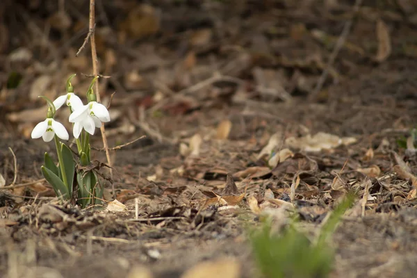 Pring flowers in the garden — Stock Photo, Image