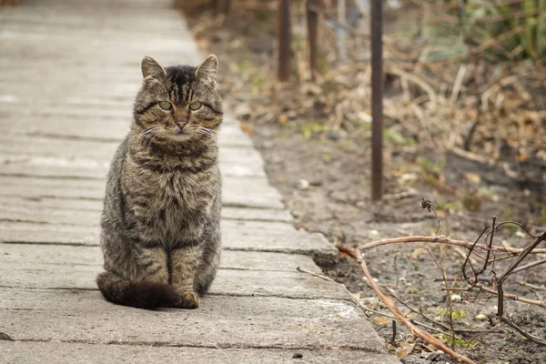 El gato de jardín habitual —  Fotos de Stock