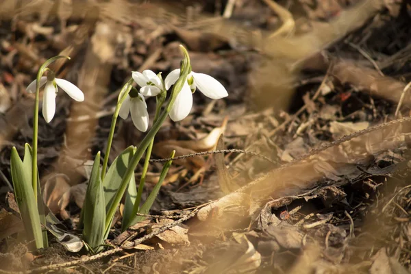 Pring flowers in the garden — Stock Photo, Image