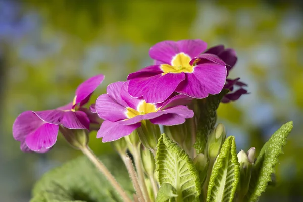 Beautiful purple petunia flowers — Stock Photo, Image