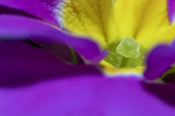 Красивые фиолетовые цветы петунии — стоковое фото