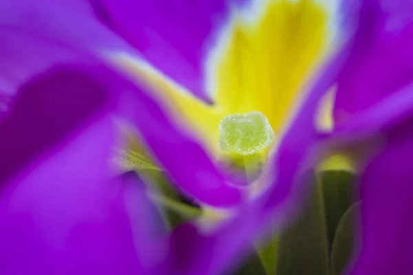 Mooie paarse petunia bloemen — Stockfoto