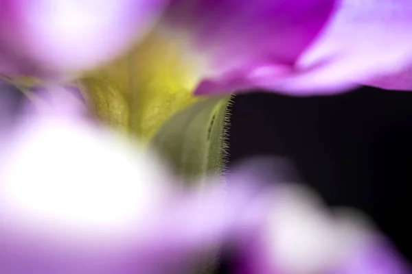 Belles fleurs de pétunia violet — Photo