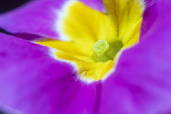 Красиві фіолетові квіти петунії — стокове фото