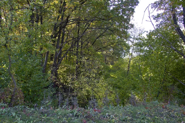 Prachtige bomen in het herfst bos — Stockfoto