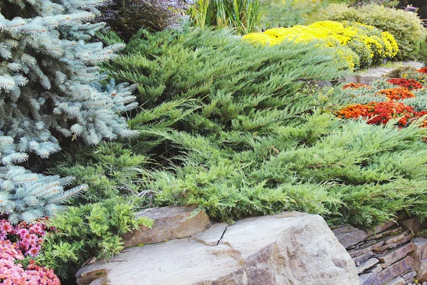peyzaj tasarımı. Mavi ladin, parlak sarı güzel Bahçe 