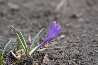 İlk bahar çiçekleri
