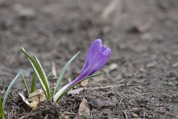 İlk bahar çiçekleri
