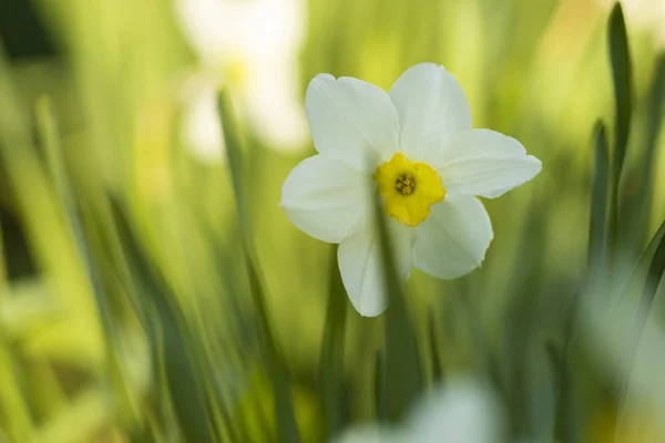 Kleine weiße Blüten wachsen Stockfoto