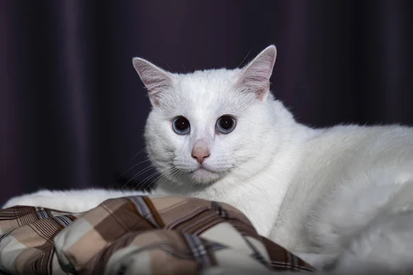 Grande y grave blanco esponjoso gato —  Fotos de Stock