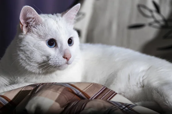 Grande y grave blanco esponjoso gato —  Fotos de Stock