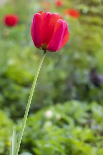 Rote Tulpe im Garten — Stockfoto