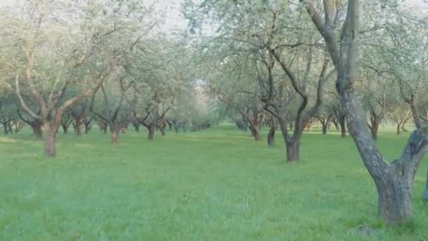 Árboles verdes en el parque. Hermosa naturaleza — Vídeos de Stock