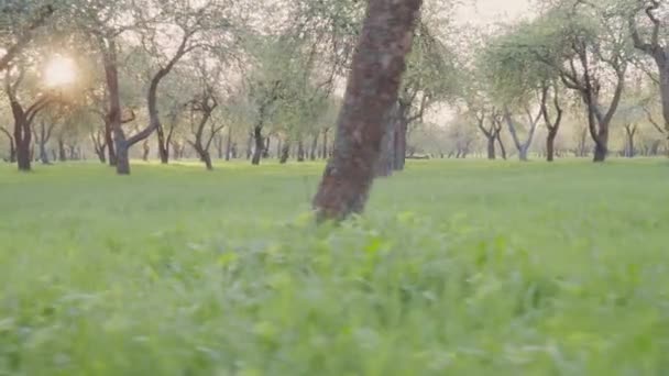 Árboles verdes florecientes en el parque. Hermosa naturaleza. Movimiento lento — Vídeo de stock