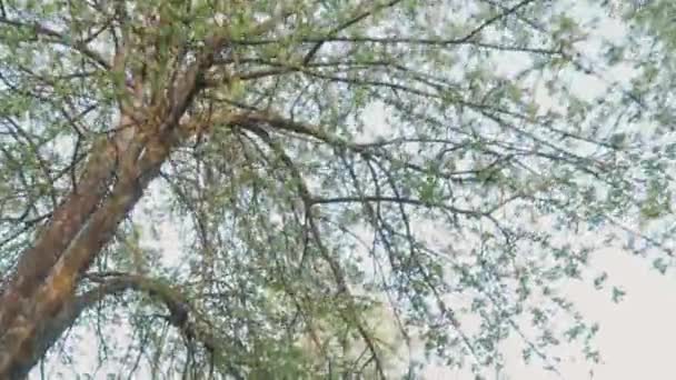 Árboles verdes florecientes en el parque. Hermosa naturaleza. Movimiento lento — Vídeos de Stock