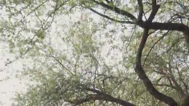 공원에서 푸른 나무 피. 아름 다운 자연입니다. 슬로우 모션 — 비디오