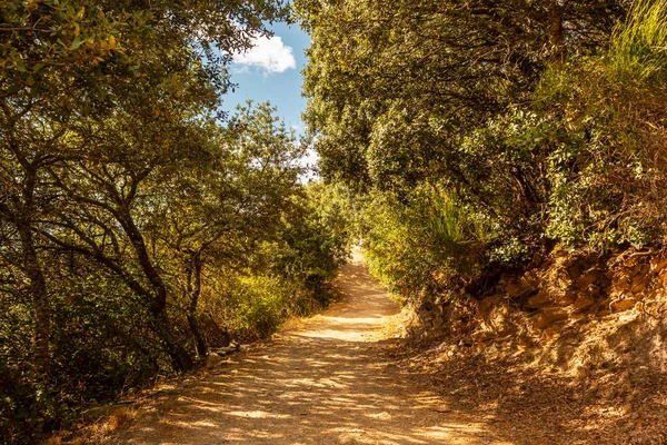 Ormanda büyülü ve gizemli bir yol.