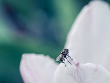 Domatesli lazanya ve sağ tarafta fesleğen gri beton arka planda ve sol tarafta metin için yer var, üst görünümü yakın plan..