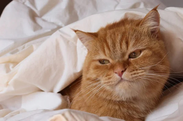 Імбирна Перська Кішка Сидить Справа Ліжку Під Білим Дуветом Боків — стокове фото