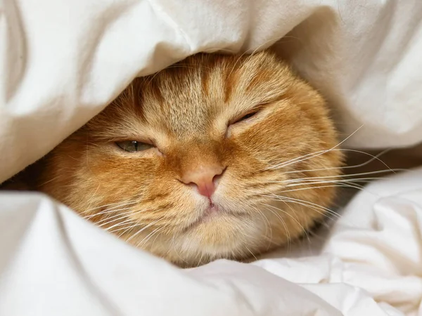 cat sleeping on the bed........A ginger cat sleeps in a bed under a white blanket, one eye open. Close-up side view.