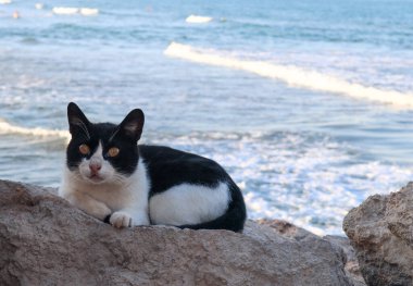 cat on the beach in spainBlack and white cat resting on the left on a stone with a view of the sea and with a place for text on the right, close-up side view. clipart