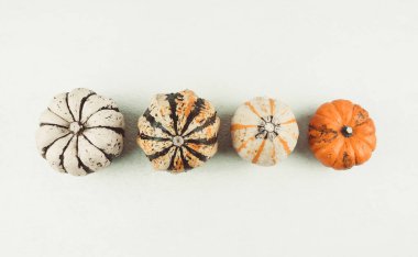 Dört balkabağı beyaz taştan bir arka planda ortada sıralanmış, üst görünümde..