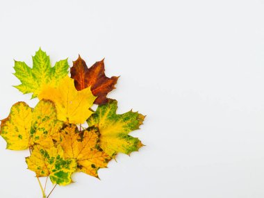 Akçaağaç yaprakları solda, köşede beyaz arka planda, en üstte..