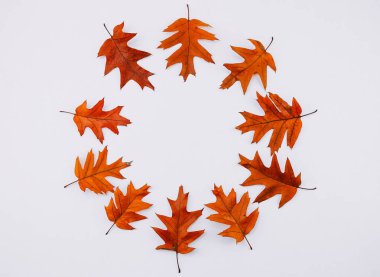 İzole meşe yaprakları beyaz arka planda daire şeklinde uzanır..